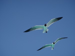 Langebaan BeautyDSC07638