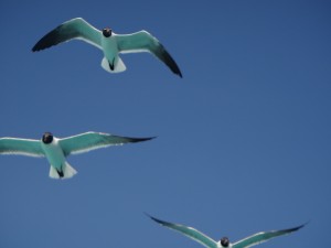 Langebaan BeautyDSC07643