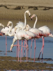 Langebaan BeautyIMG 0776