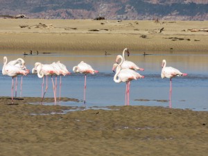 Langebaan BeautyIMG 0780